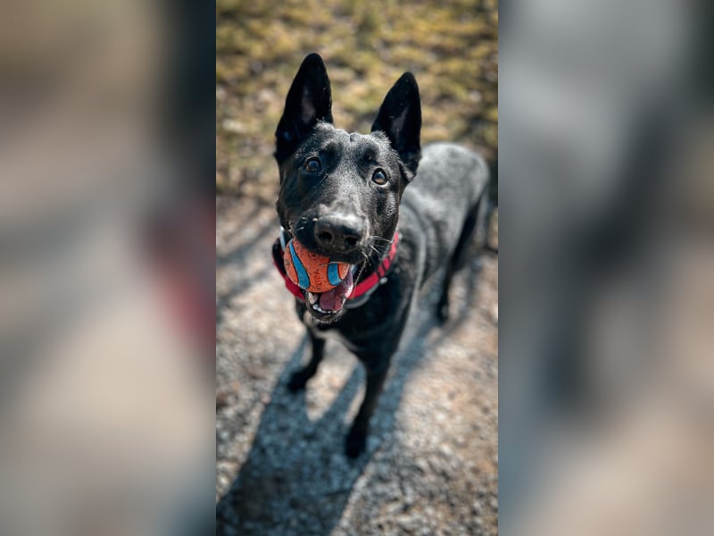 X Herder Rüde