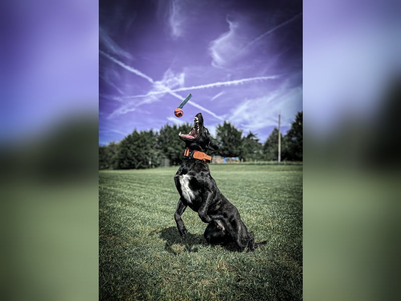 X Herder Rüde
