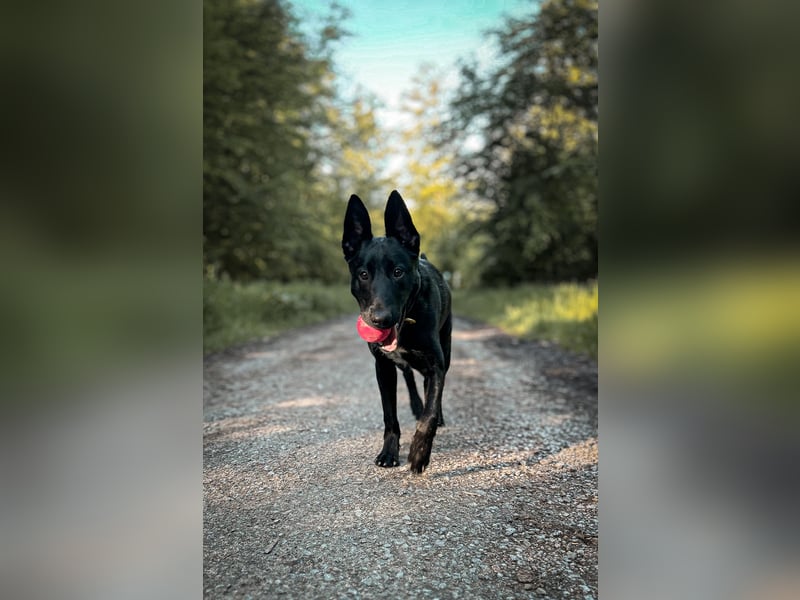 X Herder Rüde