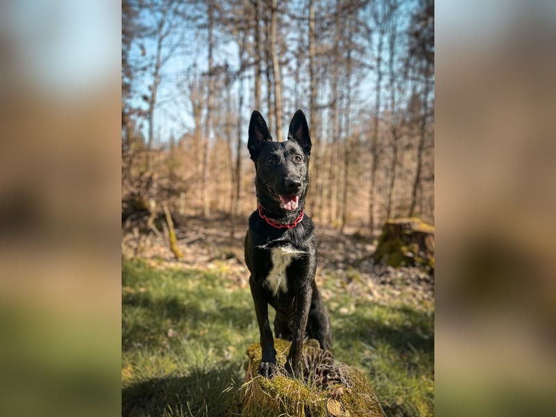 X Herder Rüde