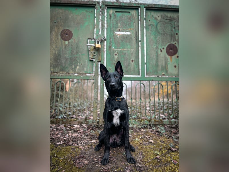 X Herder Rüde