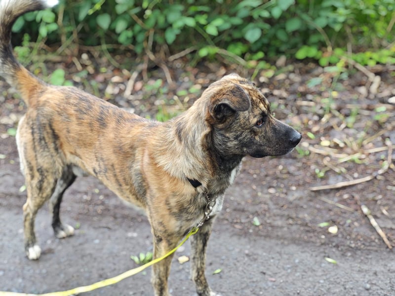 Buddy- der tollste Hund in den richtigen Händen