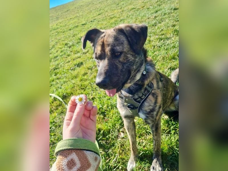 Buddy- der tollste Hund in den richtigen Händen
