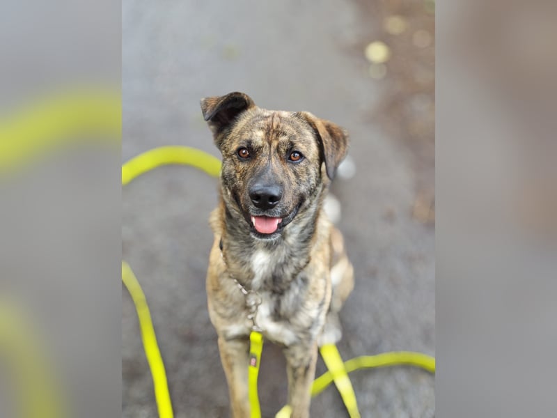 Buddy- der tollste Hund in den richtigen Händen