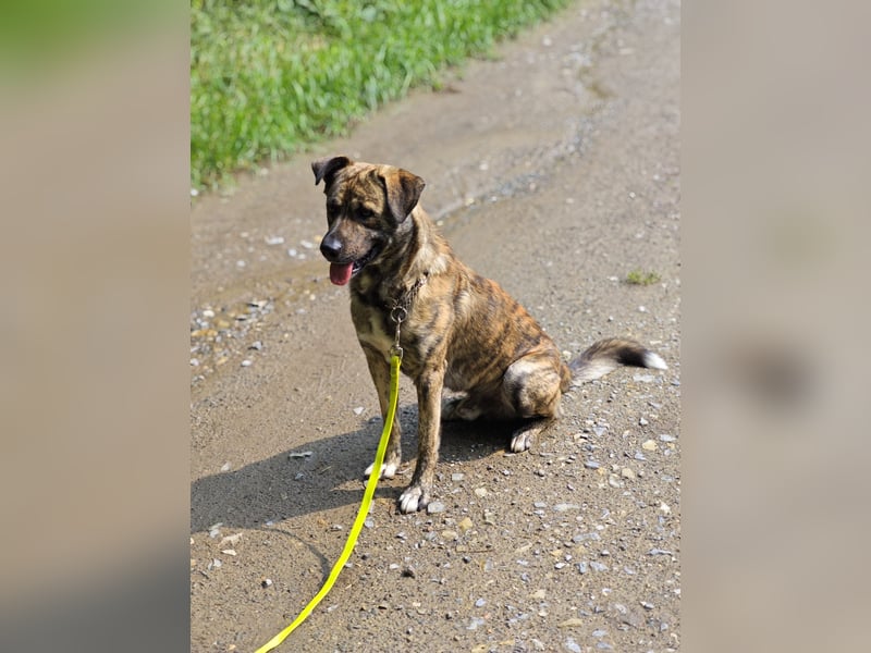 Buddy- der tollste Hund in den richtigen Händen