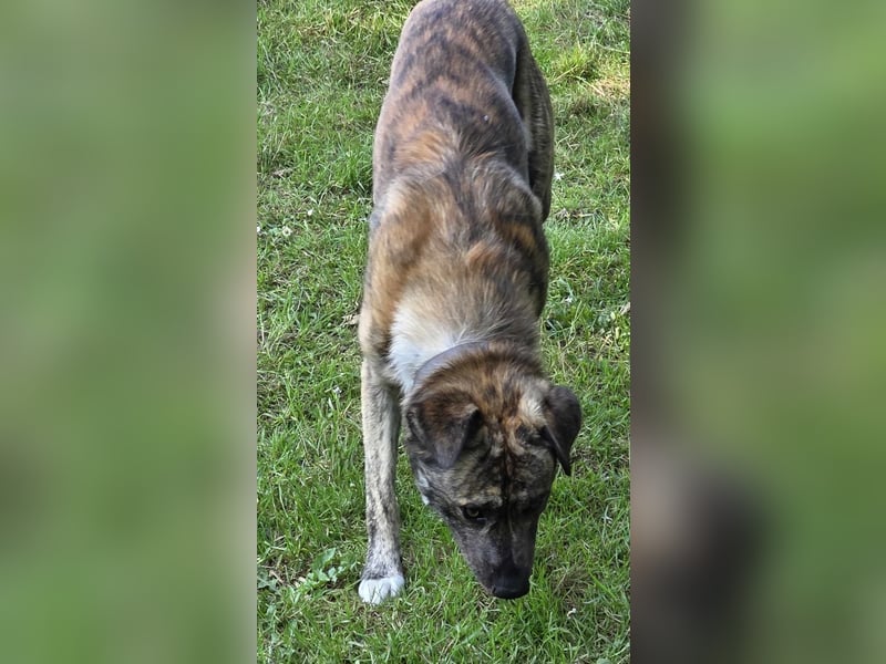 Buddy- der tollste Hund in den richtigen Händen