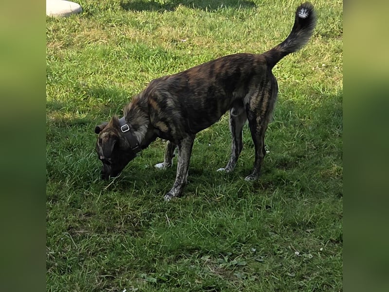 Buddy- der tollste Hund in den richtigen Händen