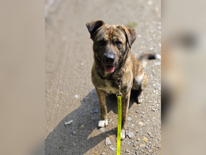 Buddy- der tollste Hund in den richtigen Händen