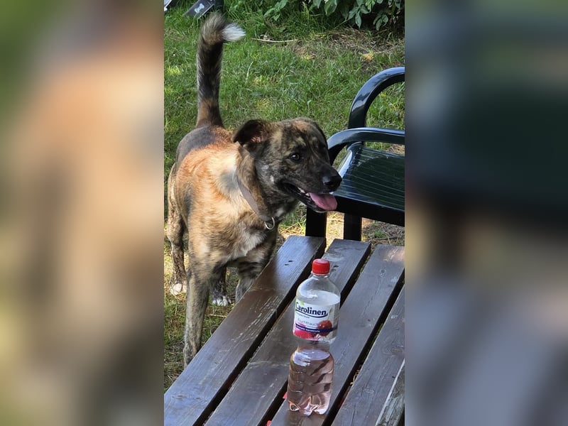 Buddy- der tollste Hund in den richtigen Händen