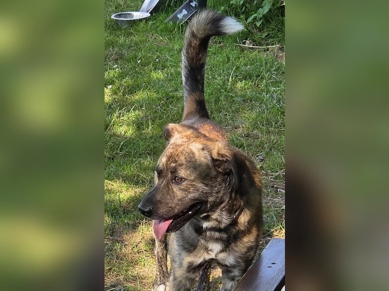 Buddy- der tollste Hund in den richtigen Händen