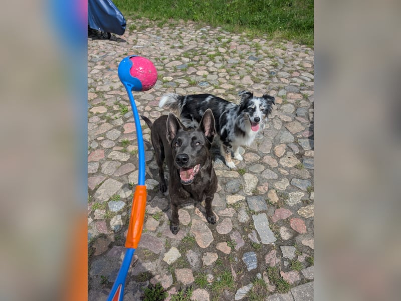 Deckanzeige Belgischer Malinois Rüde (grau)