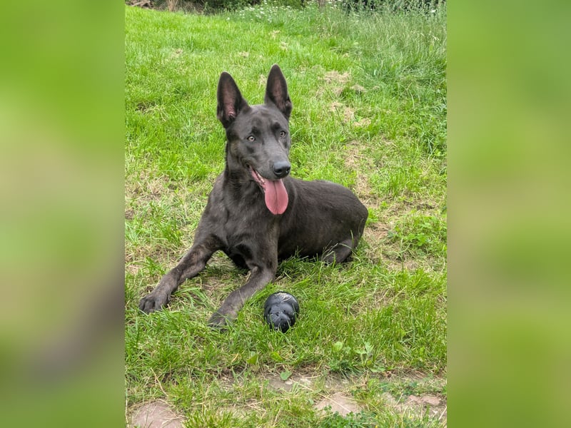 Deckanzeige Belgischer Malinois Rüde (grau)