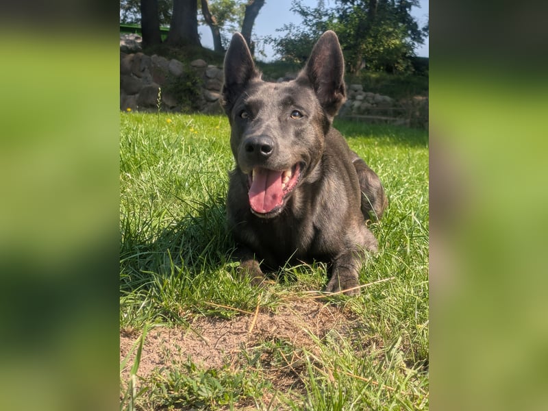 Deckanzeige Belgischer Malinois Rüde (grau)