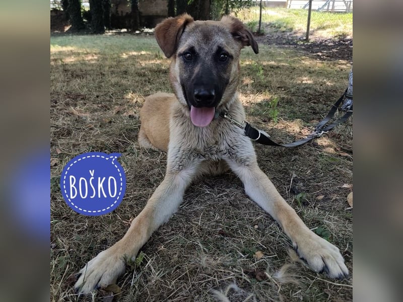 Boško ein Schatz
