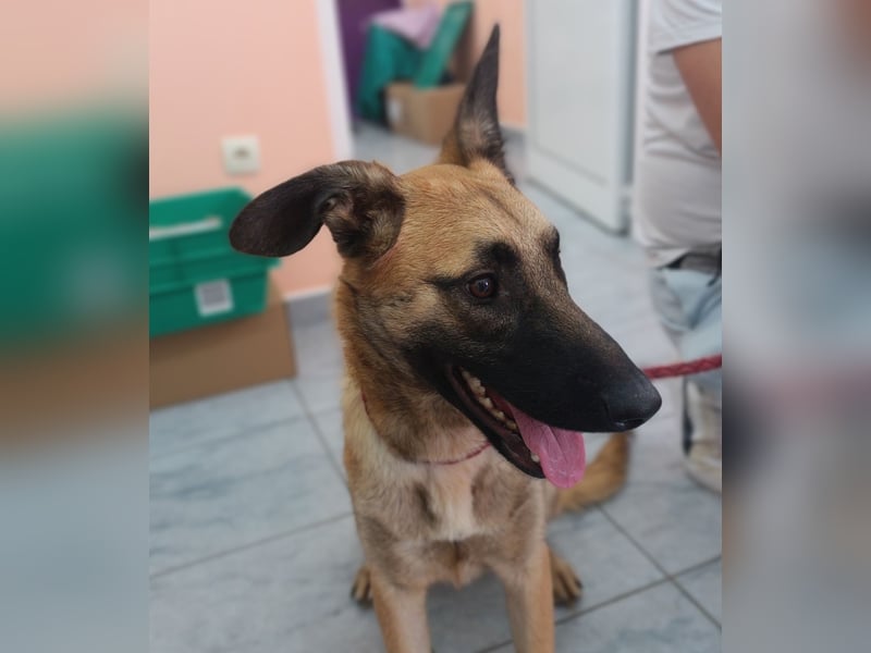 Zauberhafter Aladin sucht seine Familie oder eine liebevolle Pflegestelle