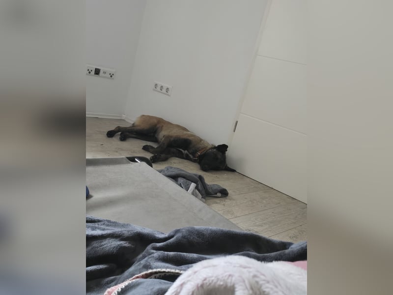 Malinois rüde 12 monate