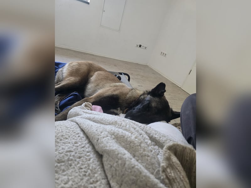Malinois rüde 12 monate