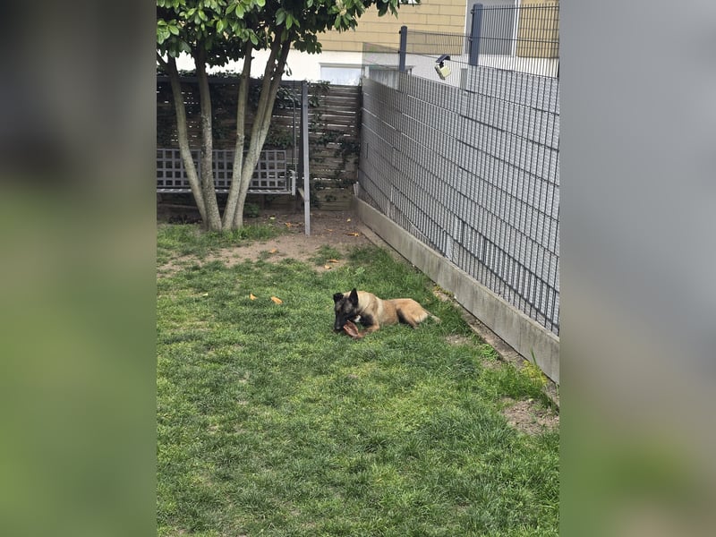 Malinois rüde 12 monate