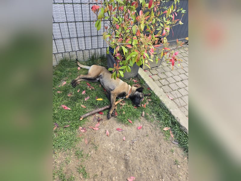 Malinois rüde 12 monate