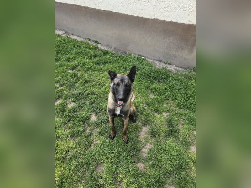 Malinois rüde 12 monate