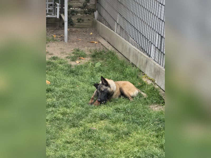 Malinois rüde 12 monate