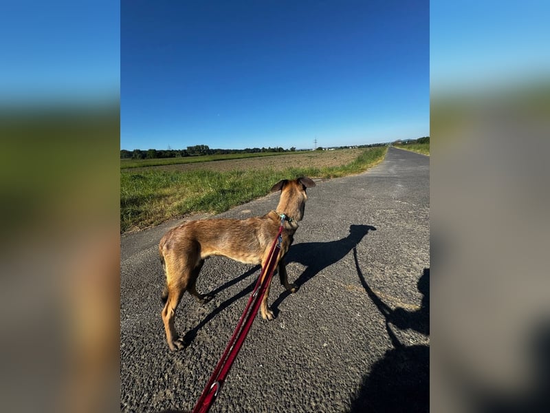 Belgischer Schäferhund - Malinois verkaufen
