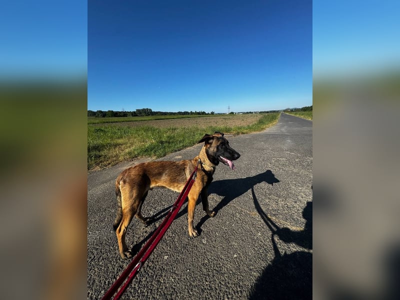 Belgischer Schäferhund - Malinois verkaufen