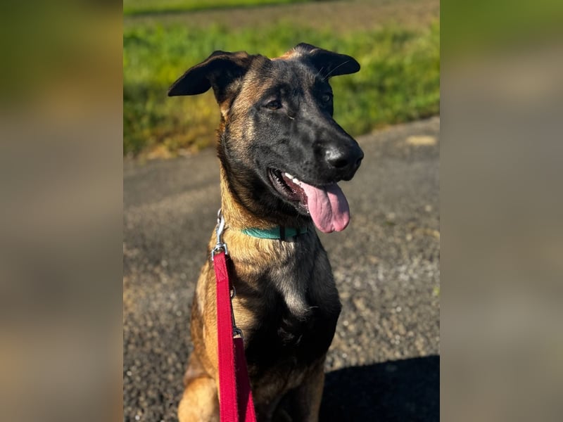 Belgischer Schäferhund - Malinois verkaufen