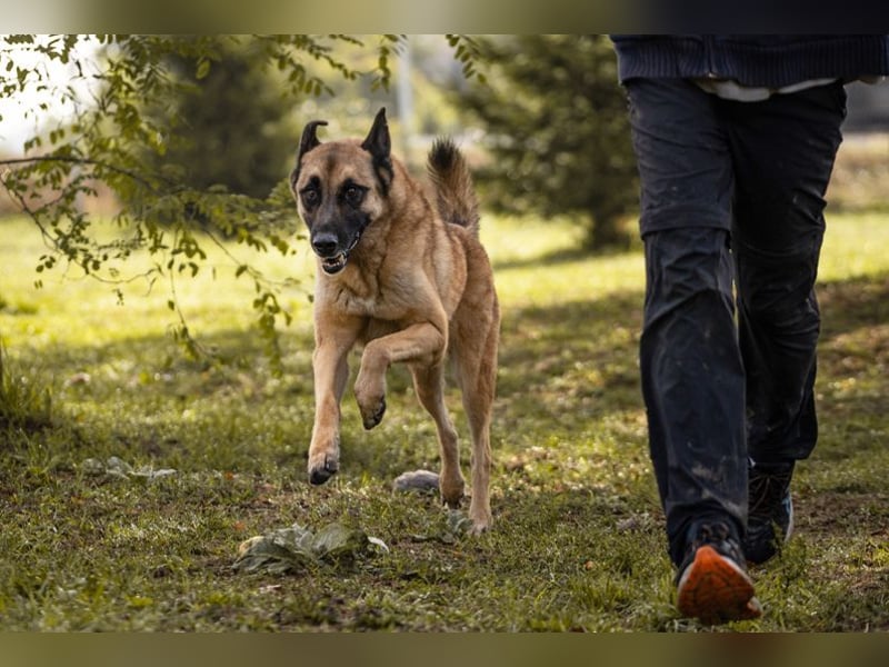 TARIK - ein Muss für alle Schäferhund-Fans!