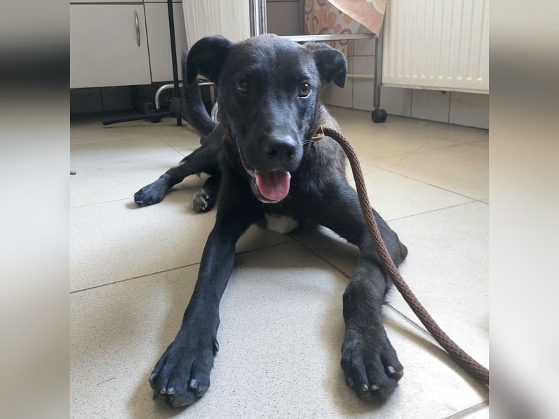 Chester ein absolut toller Rüder