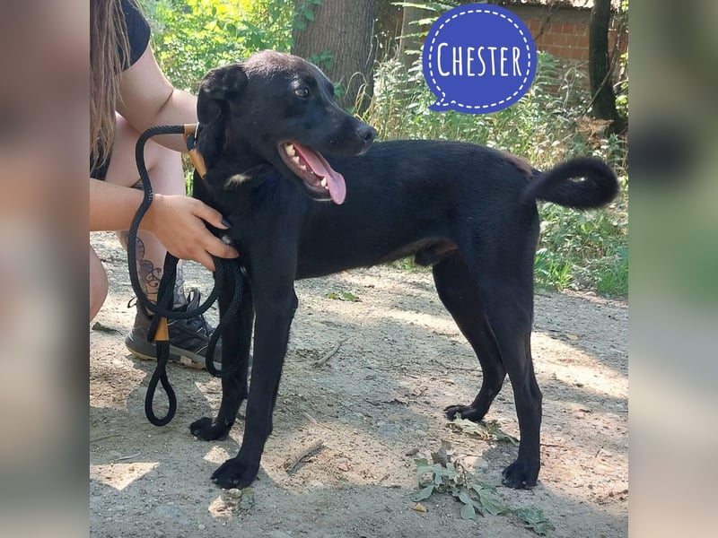 Chester ein absolut toller Rüder