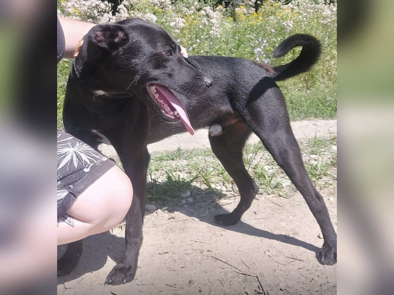 Chester ein absolut toller Rüder