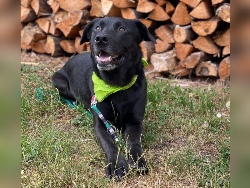 Belgischer Schäferhund - Labardor - Mix sucht hundeerfahrene Person(en)
