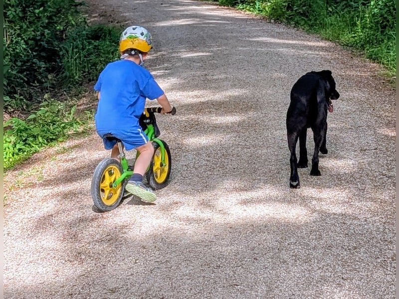 Belgischer Schäferhund - Labardor - Mix sucht hundeerfahrene Person(en)