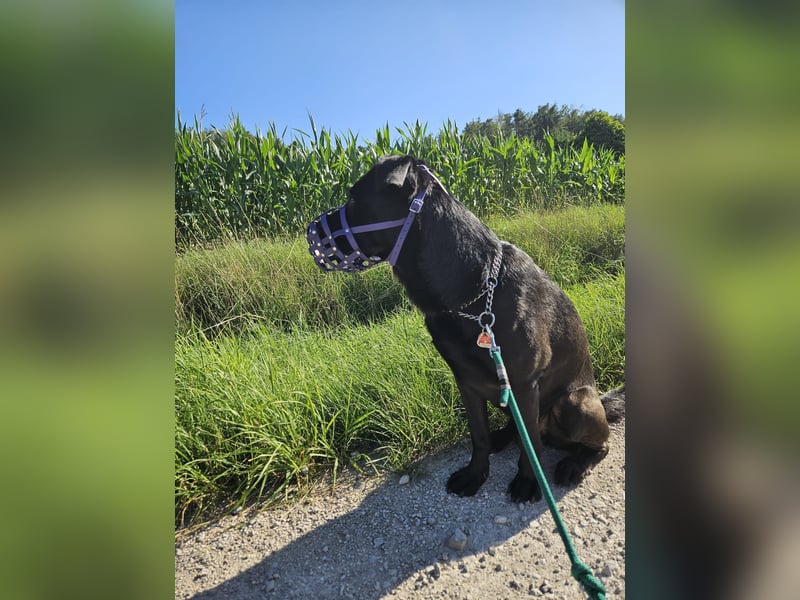 Belgischer Schäferhund - Labardor - Mix sucht hundeerfahrene Person(en)