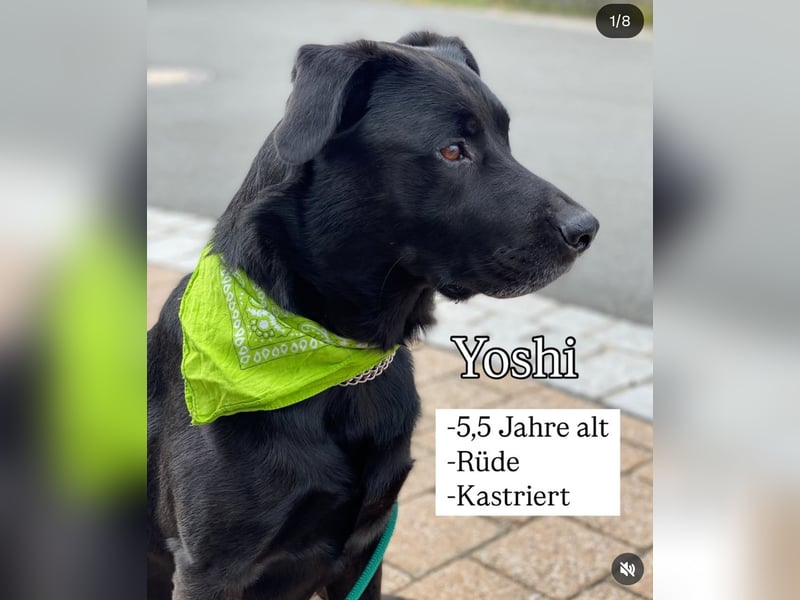 Belgischer Schäferhund - Labardor - Mix sucht hundeerfahrene Person(en)