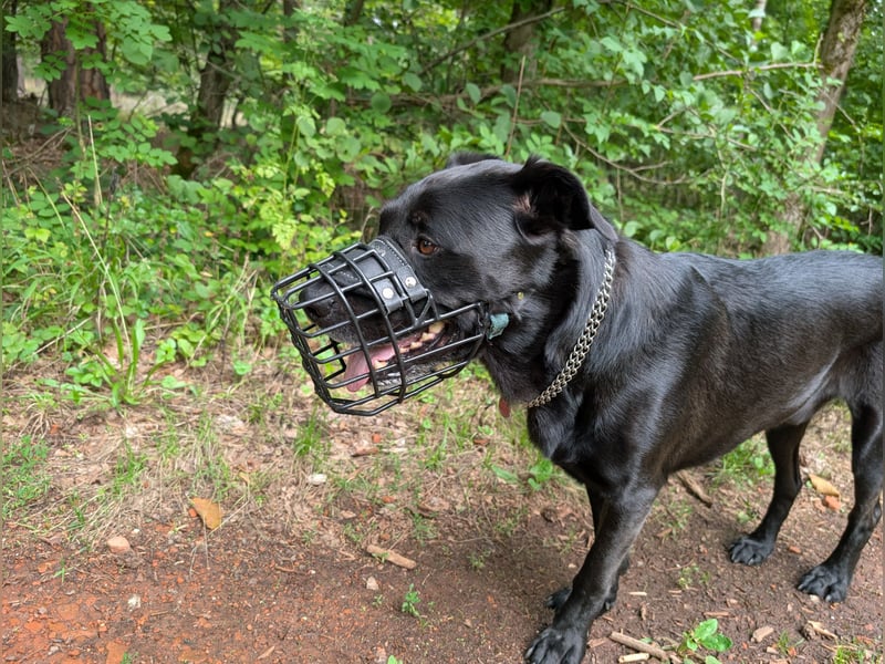 Belgischer Schäferhund - Labardor - Mix sucht hundeerfahrene Person(en)