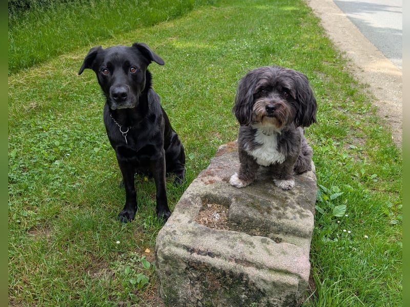 Belgischer Schäferhund - Labardor - Mix sucht hundeerfahrene Person(en)
