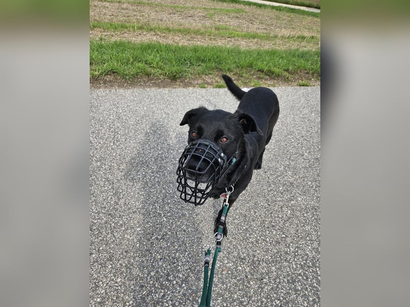 Belgischer Schäferhund - Labardor - Mix sucht hundeerfahrene Person(en)