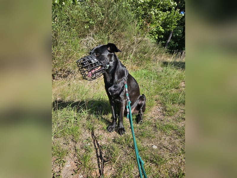 Belgischer Schäferhund - Labardor - Mix sucht hundeerfahrene Person(en)