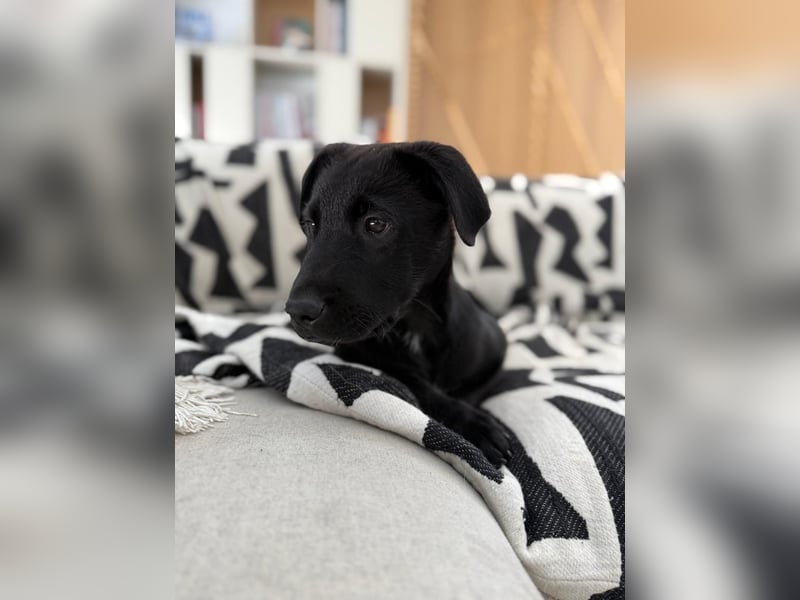 Süßer "Mochi" sucht sein Plätzchen