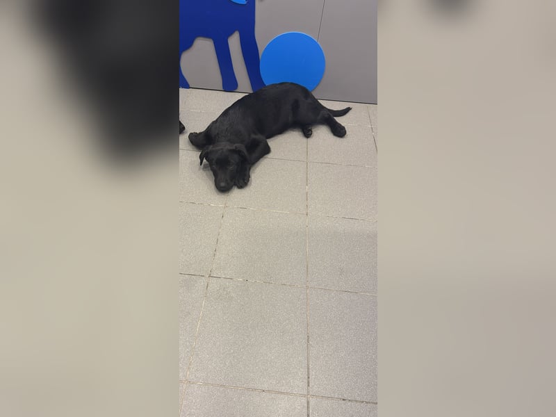 Süßer "Zayco" sucht noch sein Plätzchen