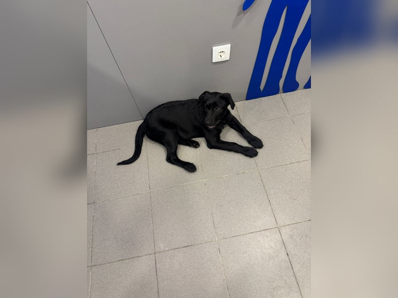 Süßer "Zayco" sucht noch sein Plätzchen