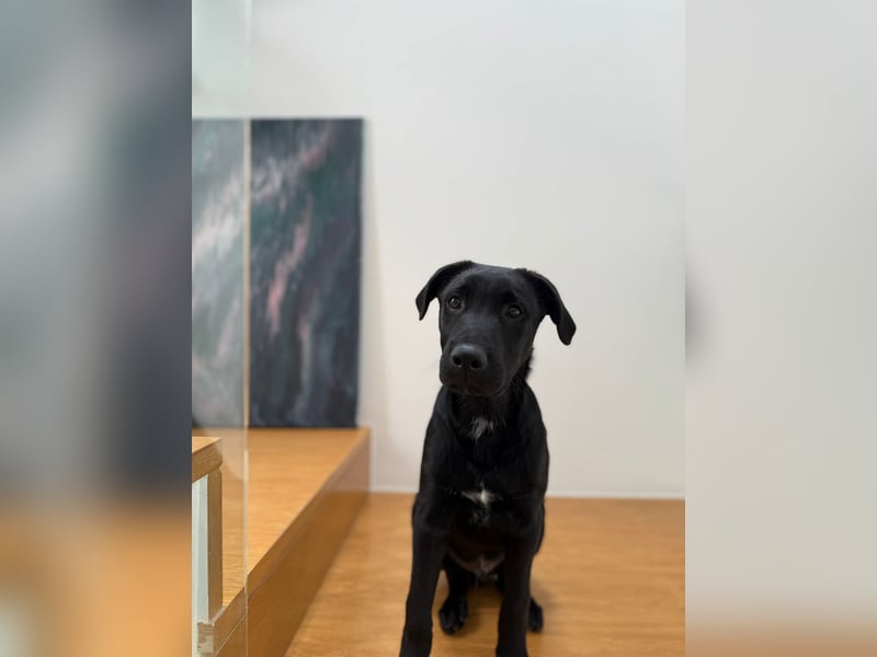 Süßer "Mochi" sucht sein Plätzchen