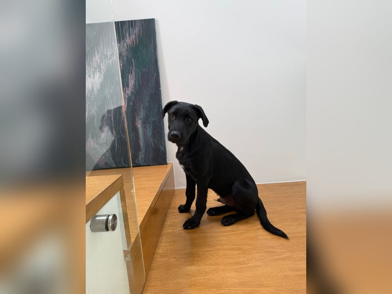 Süßer "Mochi" sucht sein Plätzchen