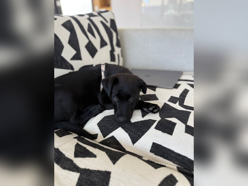Süßer "Mochi" sucht sein Plätzchen