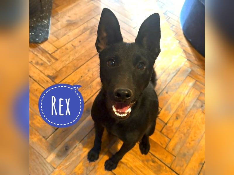 Rex ein Belgianer in Miniformat