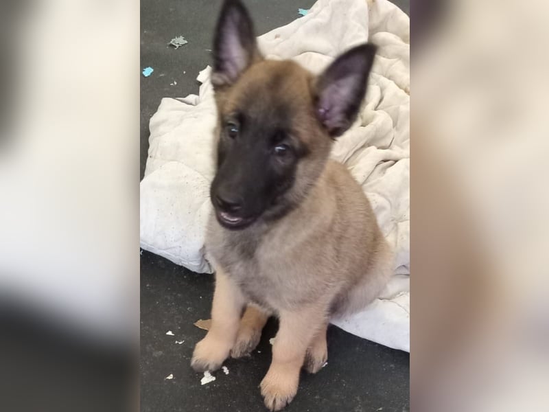 Belgische Schäferhund welpen Tervueren