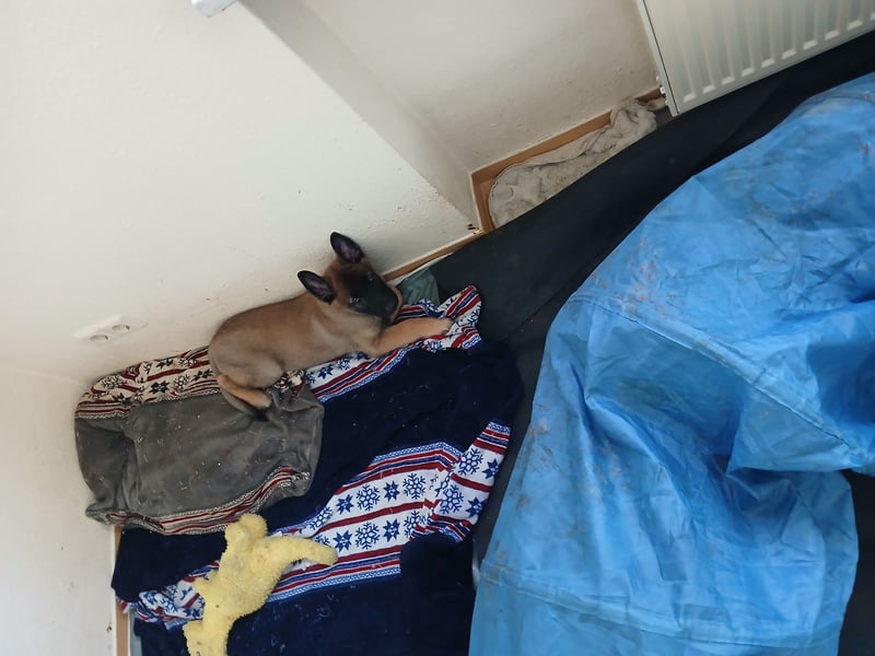 Belgische Schäferhund welpen Tervueren