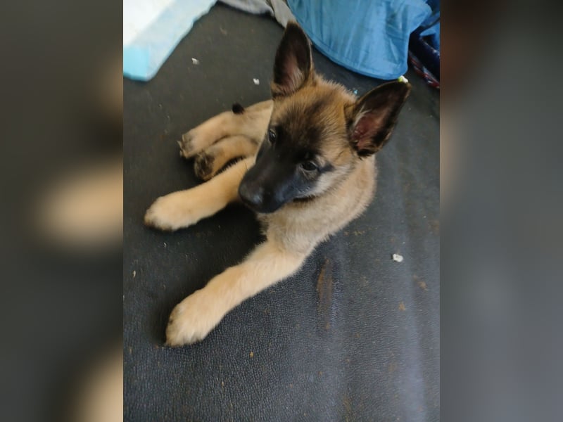 Belgische Schäferhund welpen Tervueren